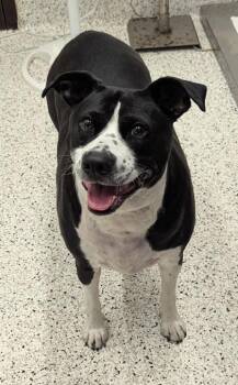 Lady Lou -  Mixed Breed Dog for Adoption in Atlanta, Georgia - Lady Lou | PetCurious