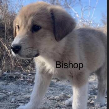 Anatolian Shepherd and Mixed Breed Dogs Available for Adoption - Bishop | PetCurious