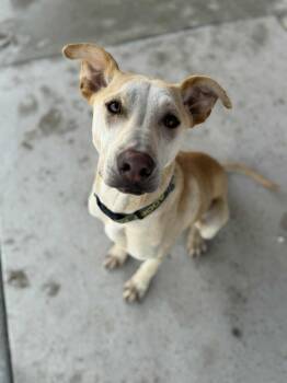 Rescue Shepherd Dogs for Adoption in Monticello, Iowa - Nico | PetCurious