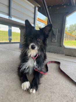 Flash -  Shepherd and Mixed Breed Dog for Adoption in Fort Collins, Colorado - Flash | PetCurious