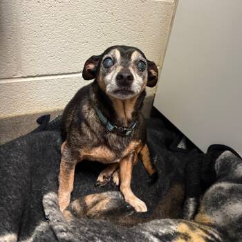 Rescue Chihuahua Dogs for Adoption in Rocky Mount, Virginia - Trucker | PetCurious