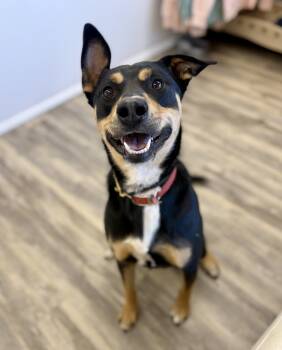 Eve -  Australian Kelpie Dog for Adoption in Sonora, California - Eve | PetCurious