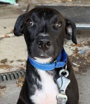 Pup Whistle -  Pit Bull Terrier Dog for Adoption in Washington, District Of Columbia - Pup Whistle | PetCurious