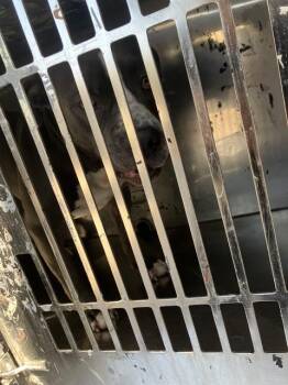 OWEN -  Mixed Breed Dog for Adoption in Dallas, Texas - OWEN | PetCurious