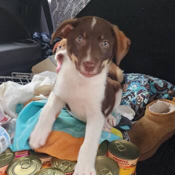 Dash -  Mixed Breed Dog for Adoption in Charleston, West Virginia - Dash | PetCurious