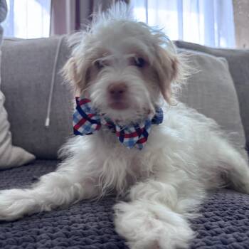 Rescue Maltipoo and Jack Russell Terrier Dogs for Adoption in Tustin, California - Toby Available For Adoption | PetCurious