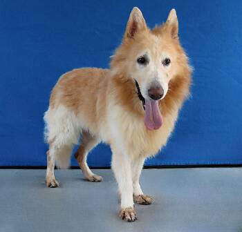 KATO -  German Shepherd Dog Dog for Adoption in Pasadena, California - KATO | PetCurious