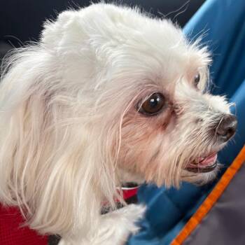 Princess -  Maltese and Poodle Dog for Adoption in Las Vegas, Nevada - Princess | PetCurious