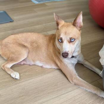 Crystal -  Husky and Shepherd Dog for Adoption in Sonoma, California - Crystal | PetCurious