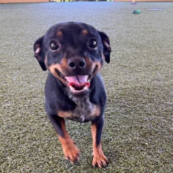Jack Russell Terrier and Chihuahua Dogs Available for Adoption in West Palm Beach, Florida - Keira | PetCurious