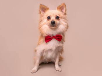 Owl -  Pomeranian Dog for Adoption in Palo Alto, California - Owl | PetCurious