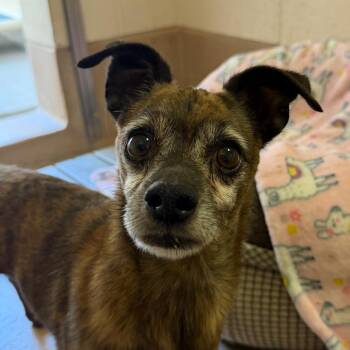 Gizmo -  Chihuahua and Terrier Dog for Adoption in Reno, Nevada - Gizmo | PetCurious