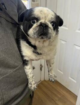 Rescue Pug Dogs for Adoption in Matthews, North Carolina - Jasper | PetCurious
