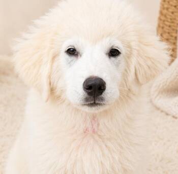 Vanilla Bean -  Great Pyrenees Dog Available for Adoption in Kiowa, Oklahoma - Vanilla Bean | PetCurious