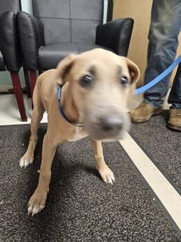 Boone -  Mixed Breed Dog for Adoption in Mobile, Alabama - Boone | PetCurious
