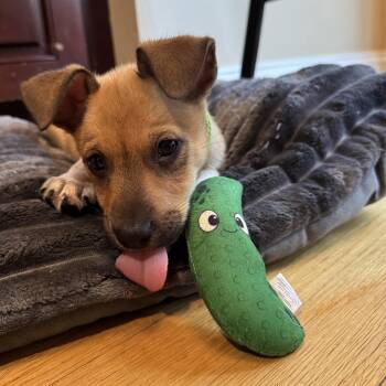 Pickles -  Terrier and Mixed Breed Dog for Adoption in Ellicott City, Maryland - Pickles | PetCurious
