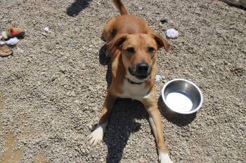 Black Mouth Cur and Mixed Breed Dogs Available for Adoption in Plain City, Ohio - Bear | PetCurious