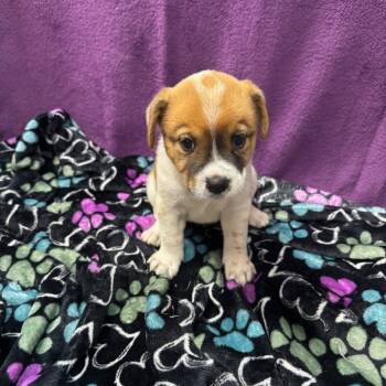 Rescue Mixed Breed Dogs for Adoption in Dallas, Texas - Paris | PetCurious