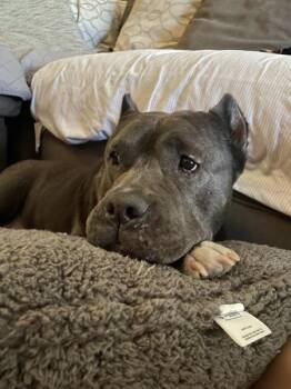 Pit Bull Terrier Dogs Available for Adoption - Bunny | PetCurious
