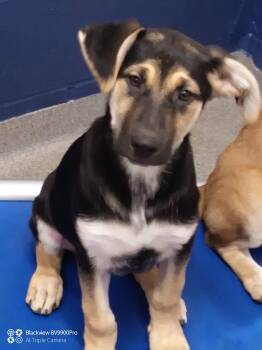 Mixed Breed Dogs Available for Adoption - Saffron 2 Month Female AVA 4/15 | PetCurious