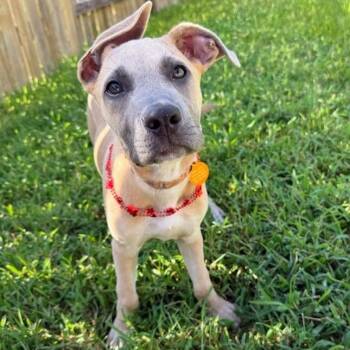 Flame Tulip -  American Staffordshire Terrier and Pit Bull Terrier Dog for Adoption in Friendswood, Texas - Flame Tulip | PetCurious