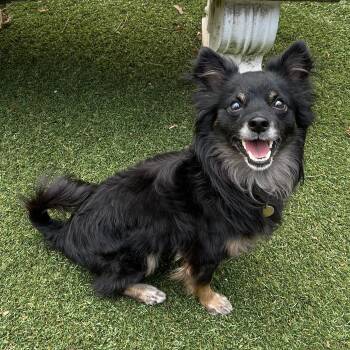 Rescue Chihuahua Dogs for Adoption in Huntington, New York - Moonpie | PetCurious