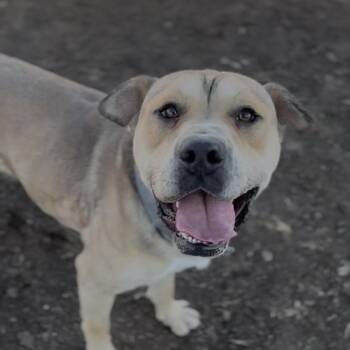 Chief -  Mixed Breed Dog for Adoption in Independence, Kansas - Chief | PetCurious
