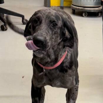 German Shorthaired Pointer and Poodle Dogs Available for Adoption - Lucy Blue | PetCurious