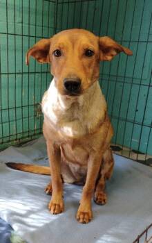 Daisy #225 -  Retriever Dog for Adoption in New Lexington, Ohio - Daisy #225 | PetCurious