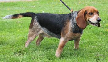 Beagle Dogs Available for Adoption in Heath, Ohio - Jasper (11725) | PetCurious