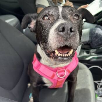 Rescue Pit Bull Terrier Dogs for Adoption in Lyndhurst, Virginia - Grace | PetCurious
