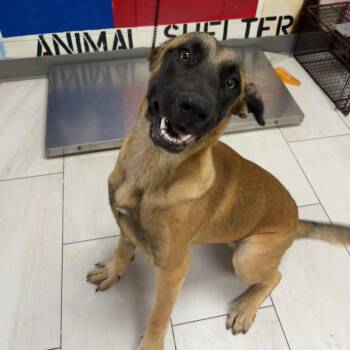 Archie -  Belgian Shepherd Malinois Dog for Adoption in Lufkin, Texas - Archie | PetCurious