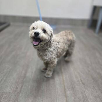 JUNIOR -  Maltese Dog for Adoption in Pasadena, California - JUNIOR | PetCurious