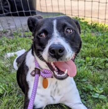 Poppy -  Hound and Border Collie Dog for Adoption in Andover, Massachusetts - Poppy | PetCurious
