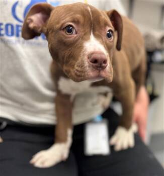 American Bulldog and Pit Bull Terrier Dogs Available for Adoption - TIGER LILLY | PetCurious