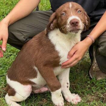 Copper -  Mixed Breed and Labrador Retriever Dog for Adoption in Buffalo, Minnesota - Copper | PetCurious