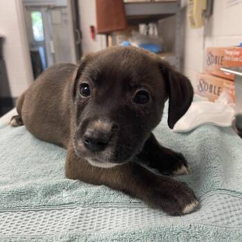 Mixed Breed Dogs Available for Adoption in Sarasota, Florida - Harley | PetCurious