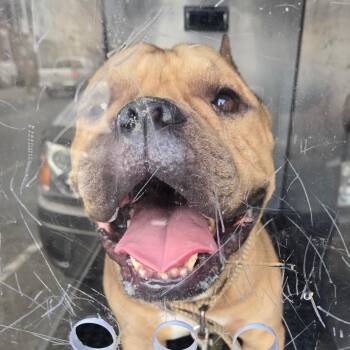 Lou Lou -  Pit Bull Terrier Dog for Adoption in Philadelphia, Pennsylvania - Lou Lou | PetCurious