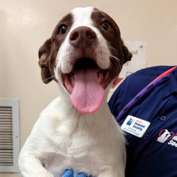 Mila -  Pit Bull Terrier and Mixed Breed Dog for Adoption in Reno, Nevada - Mila | PetCurious