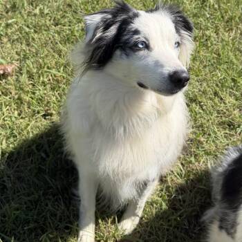 Zoey -  Australian Shepherd Dog for Adoption in Chatham, New Jersey - Zoey | PetCurious