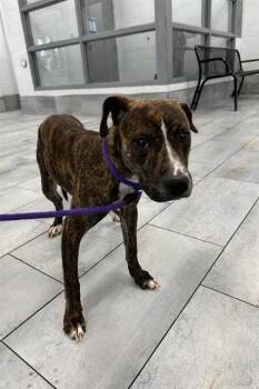 Pit Bull Terrier Dogs Available for Adoption - STEEVA | PetCurious