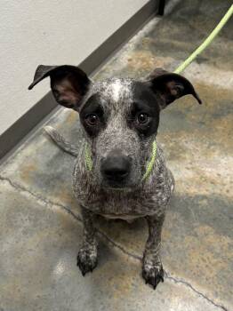 Chili -  Cattle Dog Dog for Adoption in Gautier, Mississippi - Chili | PetCurious