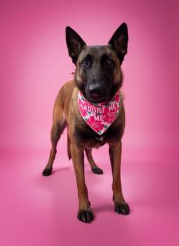 Rosie-ADOPT Me -  Belgian Shepherd Malinois Dog for Adoption in Redondo Beach, California - Rosie-ADOPT Me | PetCurious