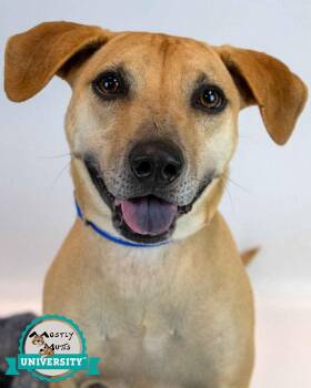 Isaac -  Hound and Labrador Retriever Dog for Adoption in Kennesaw, Georgia - Isaac | PetCurious