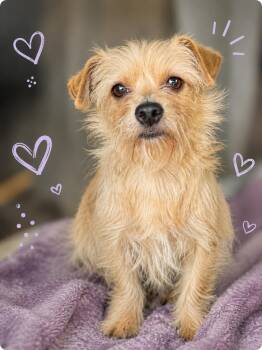 Biscuit -  Norfolk Terrier and Chihuahua Dog for Adoption in Brookeville, Maryland - Biscuit | PetCurious
