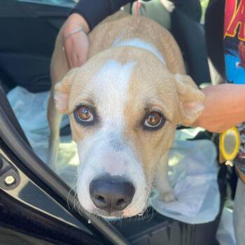 Honeybee Stray Hold 10/28 -  Mixed Breed Dog for Adoption in Huntington, West Virginia - Honeybee Stray Hold 10/28 | PetCurious