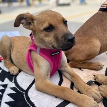 Shepherd Dogs Available for Adoption - MISHA 15 Weeks  | PetCurious