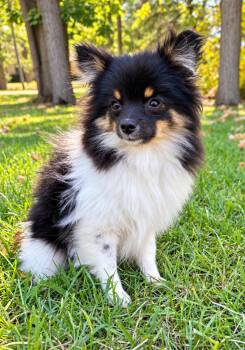 Daisy -  Pomeranian Dog for Adoption in New Baltimore, Michigan - Daisy | PetCurious
