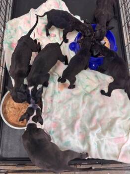 ChaCha -  Pit Bull Terrier Dog for Adoption in Pottstown, Pennsylvania - ChaCha | PetCurious