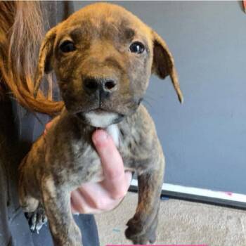 Pit Bull Terrier and American Staffordshire Terrier Dogs Available for Adoption in Brainerd, Minnesota - Enoki | PetCurious